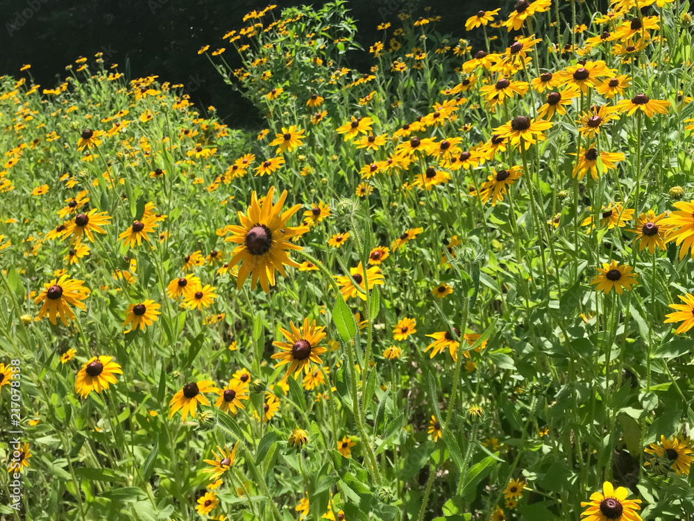 Field of blackeyed susan flowers