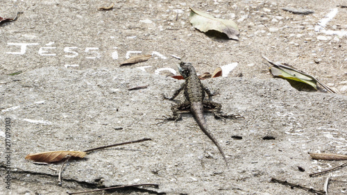 Lizard