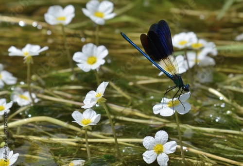 Libellule (Dragonfly), Gorges du Tarn, France