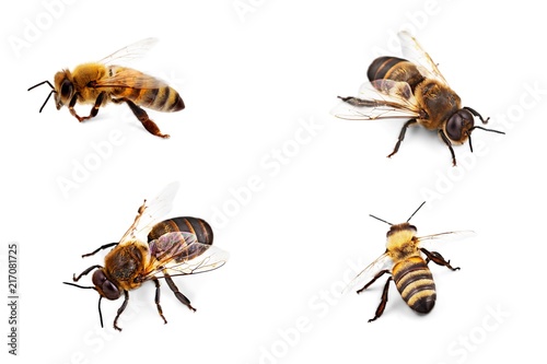Bees isolated on the white background © BillionPhotos.com