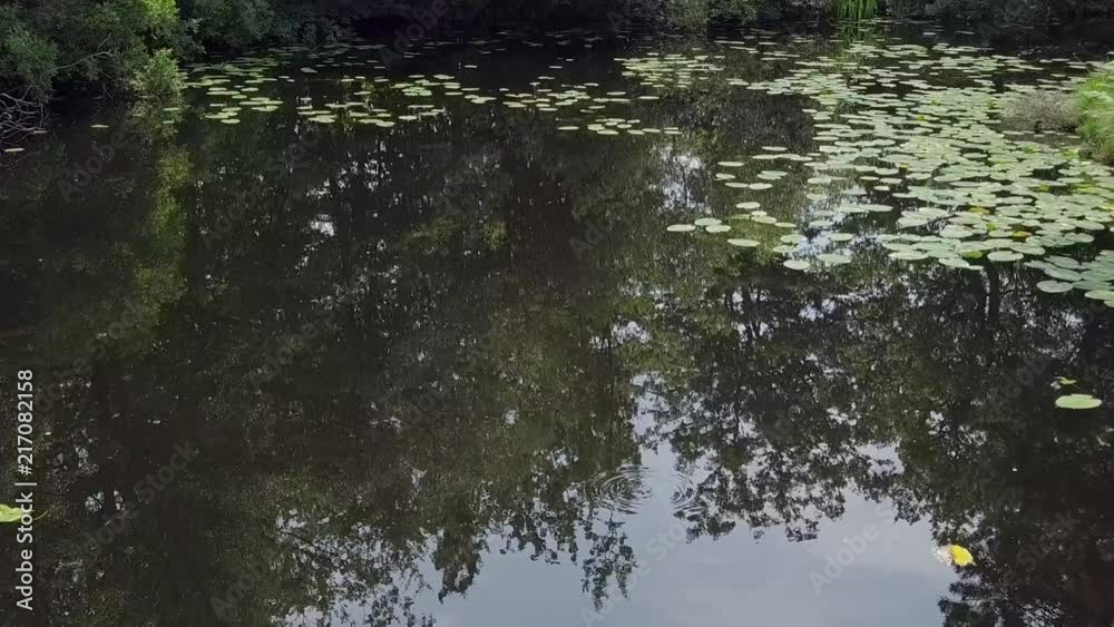 Aerial over a beautiful woodland pond, STATIC CROP Aerial over a beautiful woodland pond, STATIC CROP