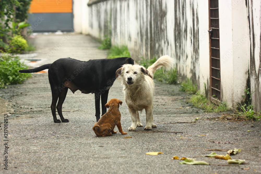 the white male dog black female dog and brown puppy the white male dog black female dog and brown puppy