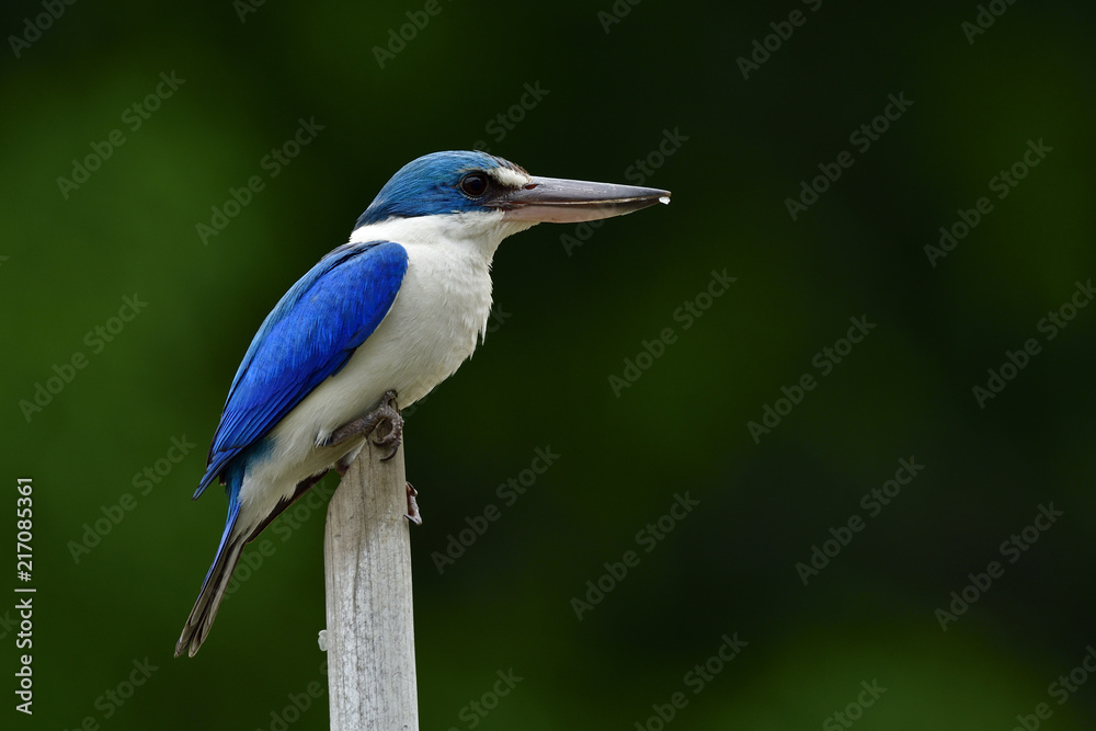 Amazed Collared kingfisher (Todiramphus chloris) white and blue bird perching on old bamboo stick in middle of stream, fascinated nature