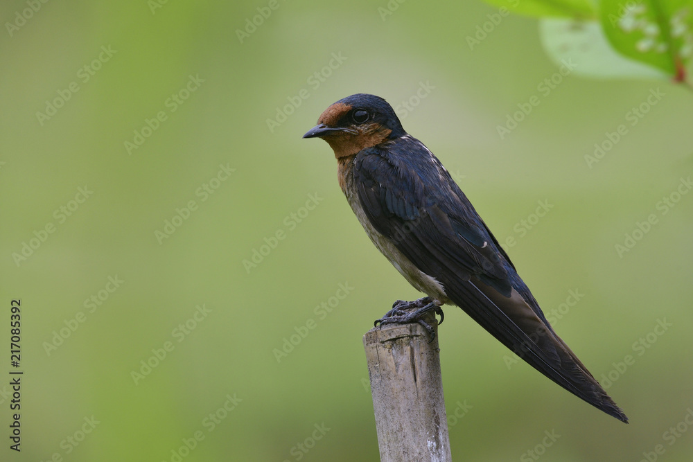 Barn swallow (Hirundo rustica) swift, lovely little slim black bird with brown face perching on top bamboo stick over blur green background in nature Barn swallow (Hirundo rustica) swift, lovely little slim black bird with brown face perching on top bamboo stick over blur green background in nature