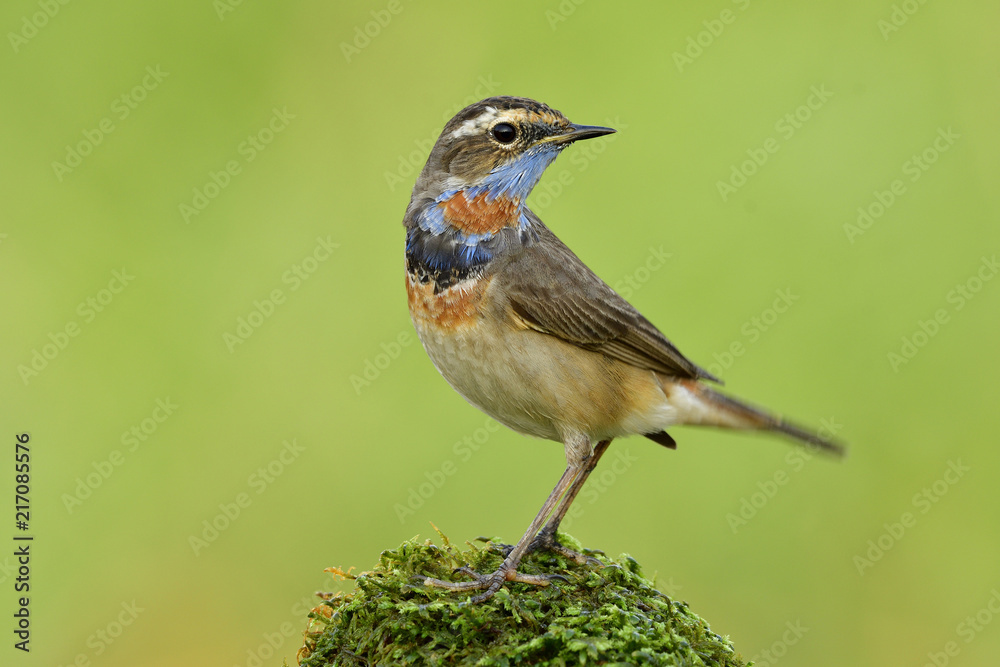Fototapeta premium Beautiful brown bird with orange and blue marking on its chest lovely perching on mossy spot in meadown field over bright green background, Blue throat (Luscinia svecica)