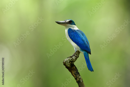 Beautiful bright blue and white bird with large beaks perching on wood stick over lit green background, Collared kingfisher (Todiramphus chloris) © prin79