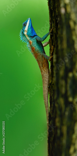 Beautiful bright blue head chameleon on tree over fine blur green background in nature, fascinated lizard