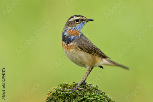 Beautiful brown bird with orange and blue marking on its chest lovely perching on mossy spot in meadown field over bright green background, Blue throat (Luscinia svecica)