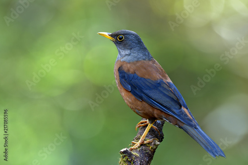 Beautiful brown bird with black wings and silver head bird perching on wooden branch over green bokeh and natural lighting, Chestnut thrush (Turdus rubrocanus)