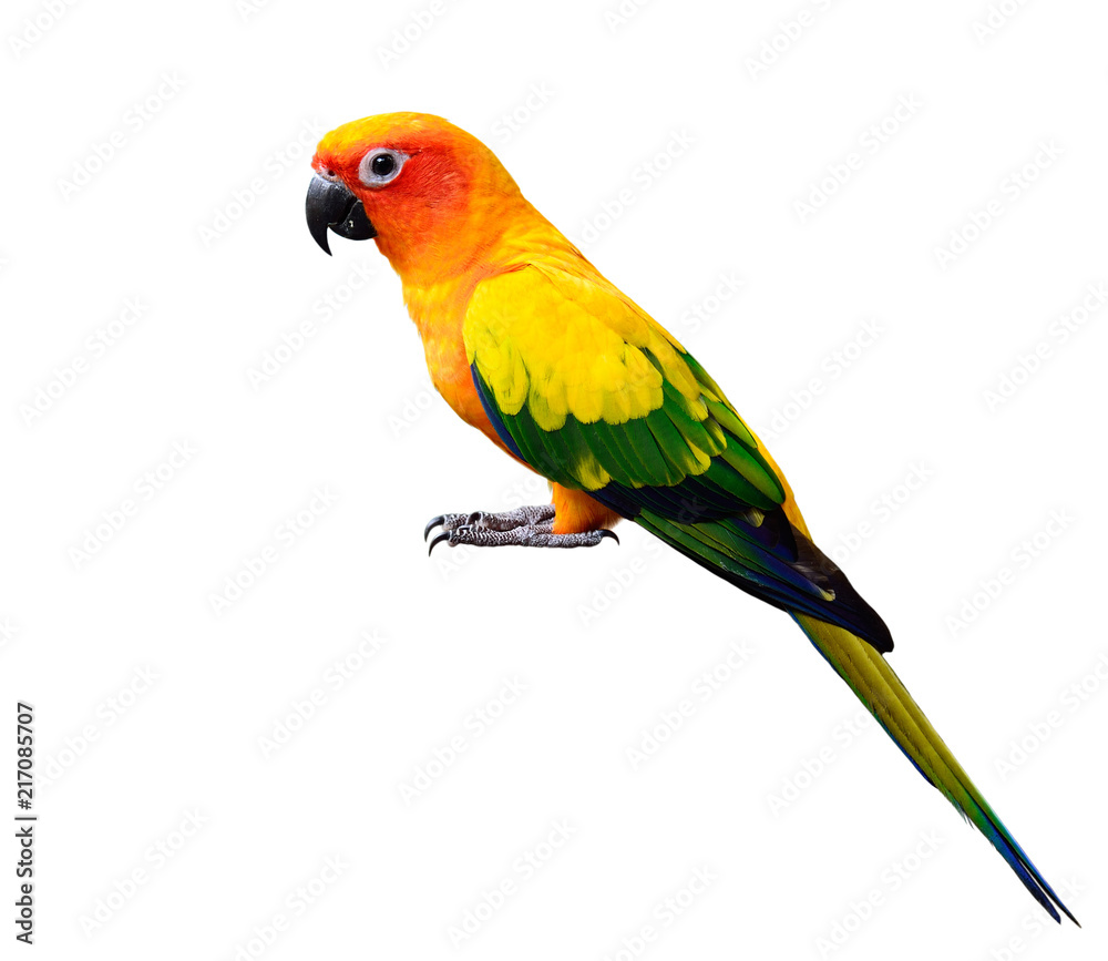 Obraz premium Beautiful yellow and green parrot, sun conure parakeet (Aratinga solstitialis) isolated on white background with details from head to tails