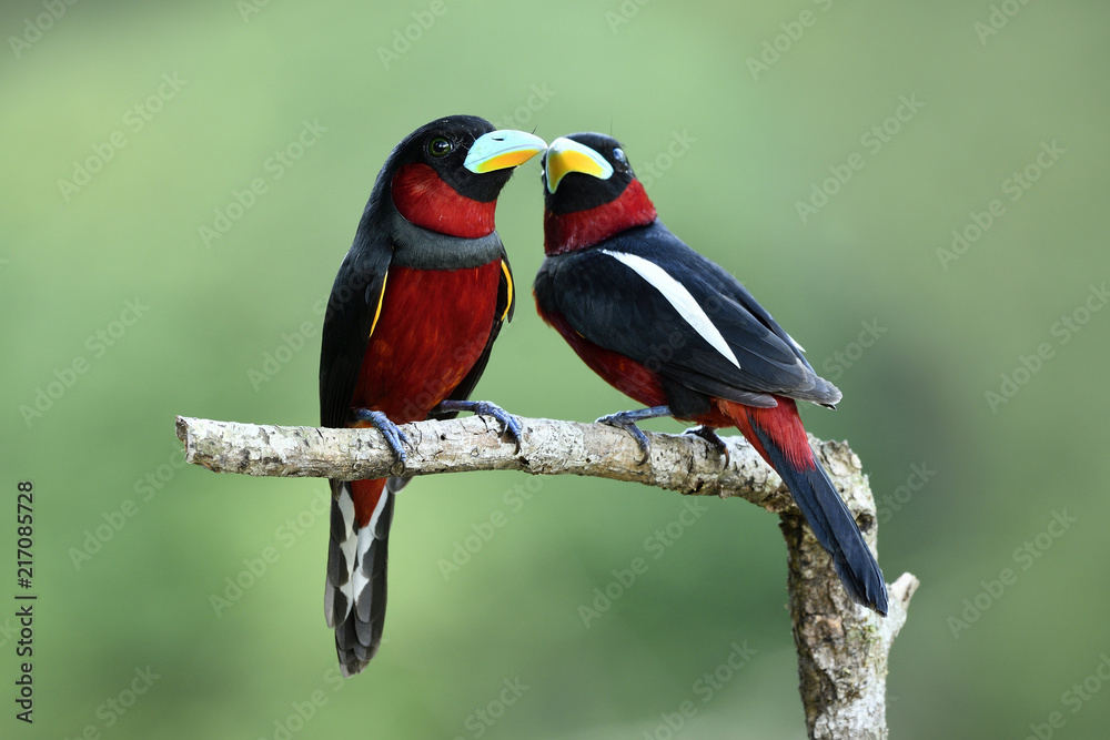 Fototapeta premium Birds in Love, Black-and-red broadbill (Cymbirhynchus macrorhynchos) lovely black and red birds perching on wooden stick over fine green blur background