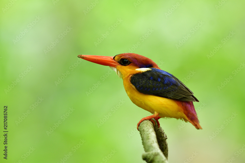 Black-backed or oriental dwarf kingfisher (Ceyx erithaca) lovely colorful bird perching on wooden branch during nesting days, fascinated animal Black-backed or oriental dwarf kingfisher (Ceyx erithaca) lovely colorful bird perching on wooden branch during nesting days, fascinated animal