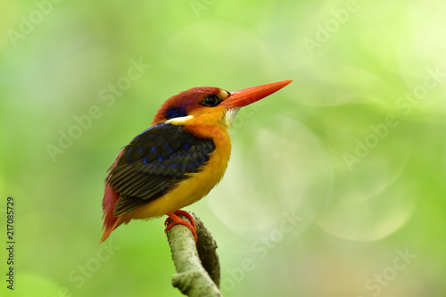 Black-backed or oriental dwarf kingfisher (Ceyx erithaca) colorful bird perching on wooden branch during nesting days at Kaeng krachan national park, fascinated animal photo