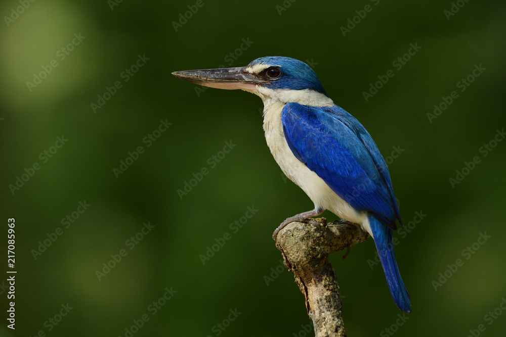 Collared kingfisher (Todiramphus chloris) bright blue and white bird with large beaks perching on wood stick over dark green background, exotic animal