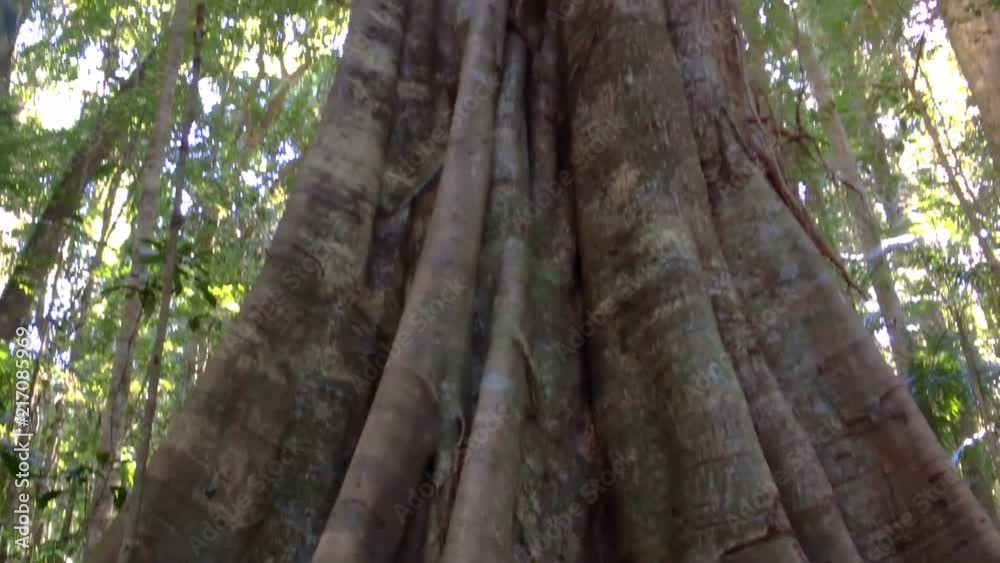 Old Subtropical Rainforest Red Cedar Tree TILT UP 2 Old Subtropical Rainforest Red Cedar Tree TILT UP 2