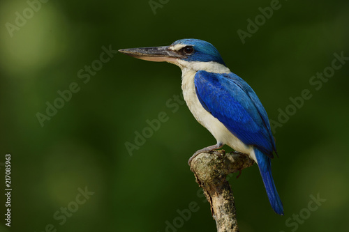 Collared kingfisher (Todiramphus chloris) bright blue and white bird with large beaks perching on wood stick over dark green background, exotic animal © prin79