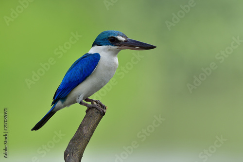 Collared kingfisher (Todiramphus chloris) slim blue and white bird with large beaks perching on wood pole in fine lighting moment, amazed animal