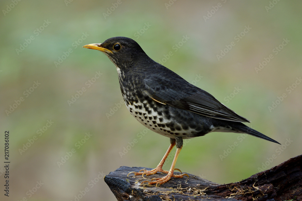 Fascinated black bird with white stripe belly yellow beaks and legs perching wooden log in nature showing its side feathers details, Juvenile of Japanese thrush (Turdus cardis) Fascinated black bird with white stripe belly yellow beaks and legs perching wooden log in nature showing its side feathers details, Juvenile of Japanese thrush (Turdus cardis)
