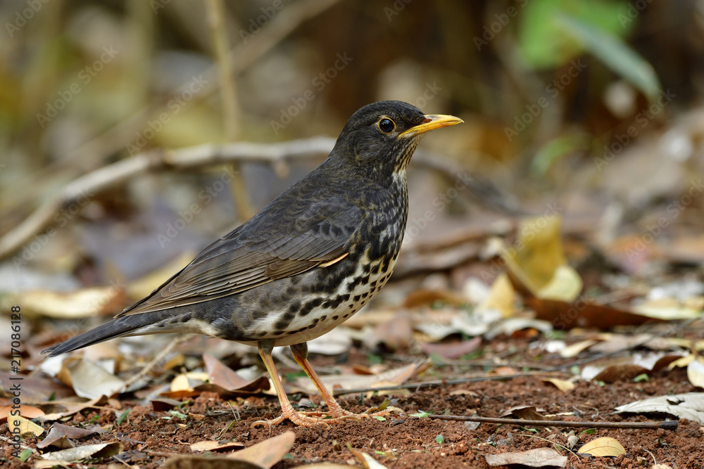 Fascinated black bird with white stripe belly yellow beaks and legs standing on ground in nature showing its side feathers details, Juvenile of Japanese thrush (Turdus cardis) Fascinated black bird with white stripe belly yellow beaks and legs standing on ground in nature showing its side feathers details, Juvenile of Japanese thrush (Turdus cardis)