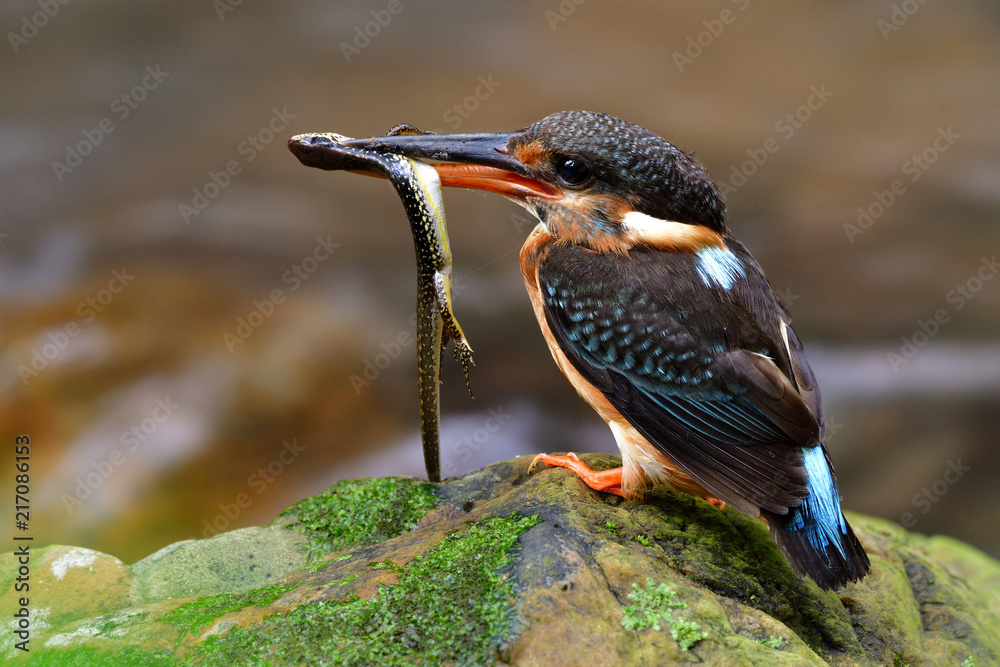 Female of Blue-banded Kingfisher (Alcedo euryzona) keen mother bird  carrying long tail lizard while percing on rock in stream to feed it  chicks, exotic wild animal Photos | Adobe Stock