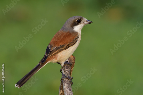 Female of Burmese Shrike (Lanius collurioides) exotic slender brown bird with grey head and big eyes perching on wood stick over fine green background, amazed animal