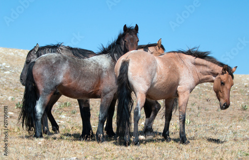 Small herd of Wild Horses on Sykes Ridge in the Pryor Mountains Wild Horse Range in Montana United States