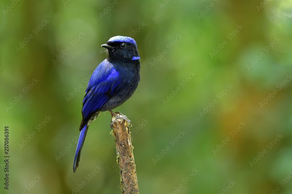 Male Large Niltava (Niltava grandis) handsome dark blue bird species of Muscicapidae family perching on wooden stick over fine blur background