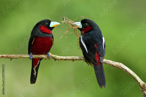 Lovely pair of Black-and-red broadbill (Cymbirhynchus macrorhynchos) beautiful black and red bird together perching on woodedn branch while nesting in breeding season, exotic nature photo