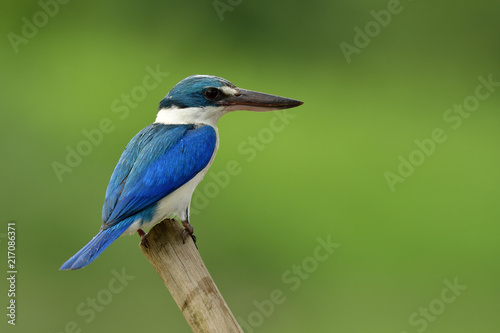 Lovelyl white and blue bird perching wood pole while fishing in stream with fine blur green background reflects from tree, Collared kingfisher (Todiramphus chloris) © prin79