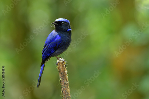 Male Large Niltava (Niltava grandis) handsome dark blue bird species of Muscicapidae family perching on wooden stick over fine blur background © prin79