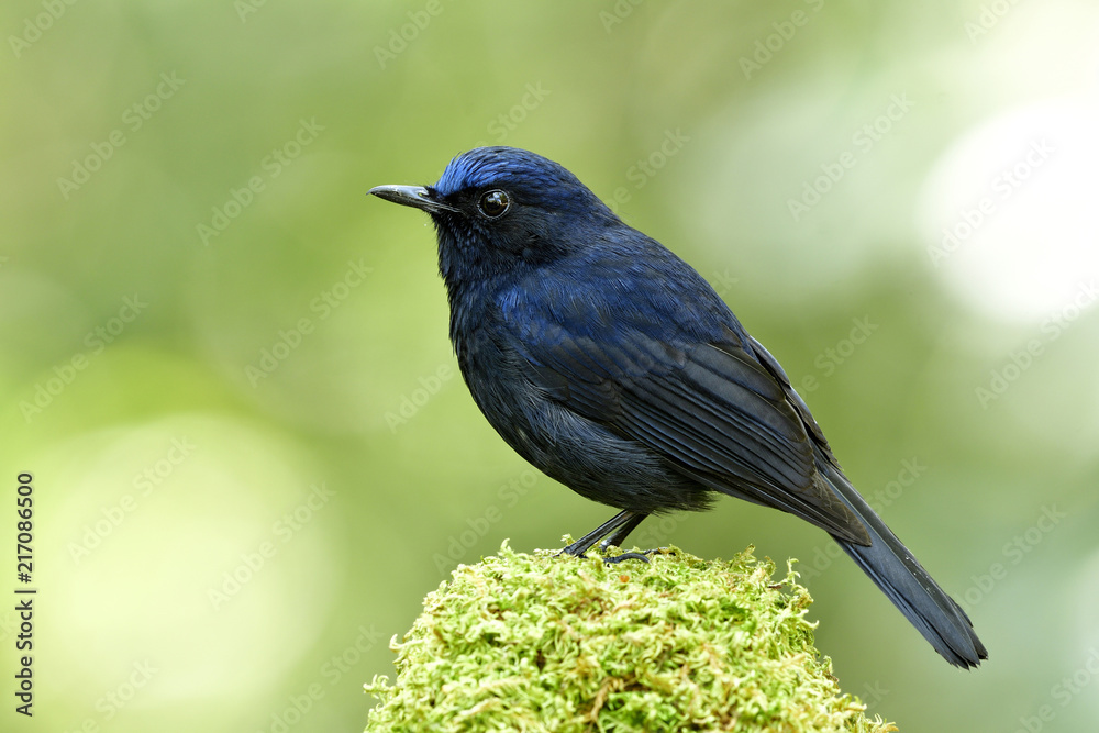 Male of White-tailed Robin (Cinclidium leucurum) beautiful dark blue bird with bright head perching on mossy spot showing its side feather profile over green bokeh background in nature