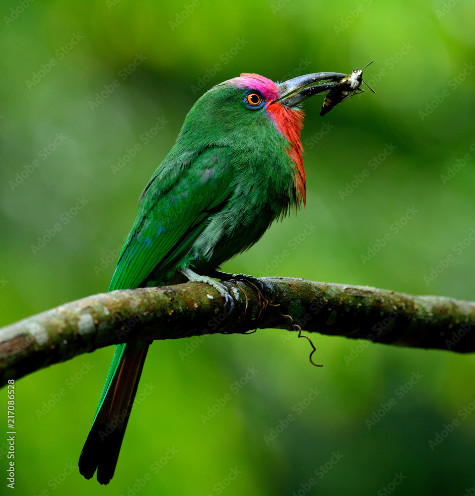 Obraz premium Red-bearded bee-eater (Nyctyornis amictus) carrying wasp in his beaks feeding its chicks in the nest, exotic nature in Thailand