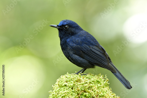 Male of White-tailed Robin (Cinclidium leucurum) beautiful dark blue bird with bright head perching on mossy spot showing its side feather profile over green bokeh background in nature © prin79