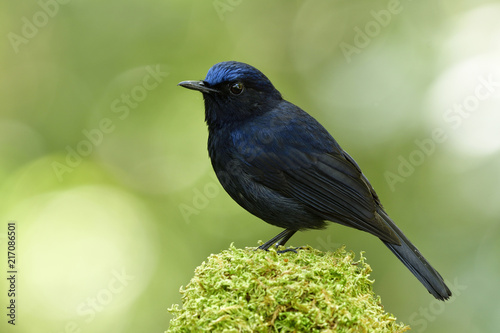 Male of White-tailed Robin (Cinclidium leucurum) beautiful fan tail dark blue bird perching on mossy branch showing its side feathers profile in nature, amazed animal photo