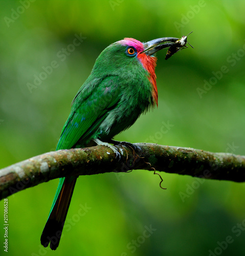 Red-bearded bee-eater (Nyctyornis amictus) carrying wasp in his beaks feeding its chicks in the nest, exotic nature in Thailand