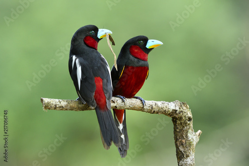 Fotografija Sweet couple of Black-and-red broadbill (Cymbirhynchus macrorhynchos) beautiful