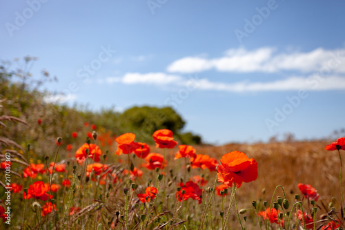 Poppies on in a field with blue sky