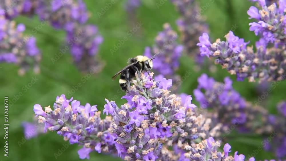 HD video of one Bumble bees resting on french lavender flowers. Bumblebees have round bodies covered in soft hair called pile, making them appear and feel fuzzy. HD video of one Bumble bees resting on french lavender flowers. Bumblebees have round bodies covered in soft hair called pile, making them appear and feel fuzzy.