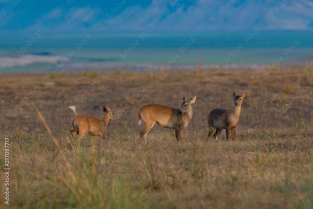 Family of Barking Deer - Corbett National Park Family of Barking Deer - Corbett National Park