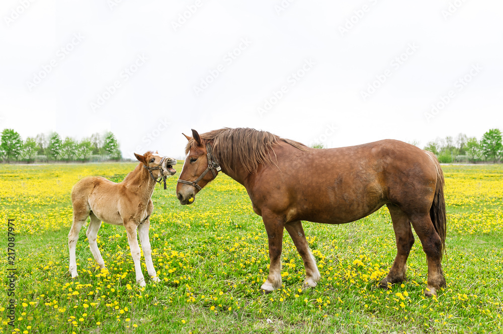 Two horses, foal and mother on the green meadow with dandelions