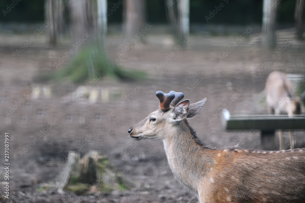 Deers living in an artificially created environment in a zoo Deers living in an artificially created environment in a zoo