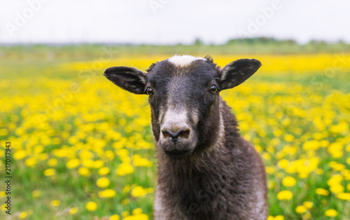 Face of a sheep looking directly at camera on green field with dandelions