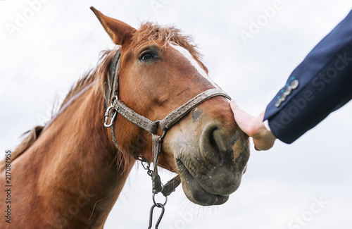 Hand stroking a beautiful head of horse.