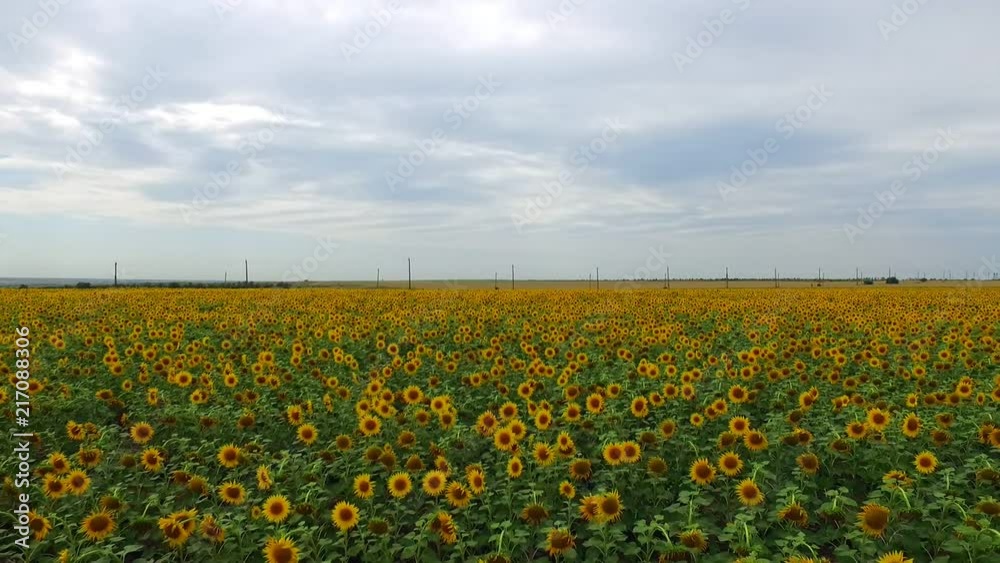 Aerial View of Yellow Sunflower Fields Aerial View of Yellow Sunflower Fields