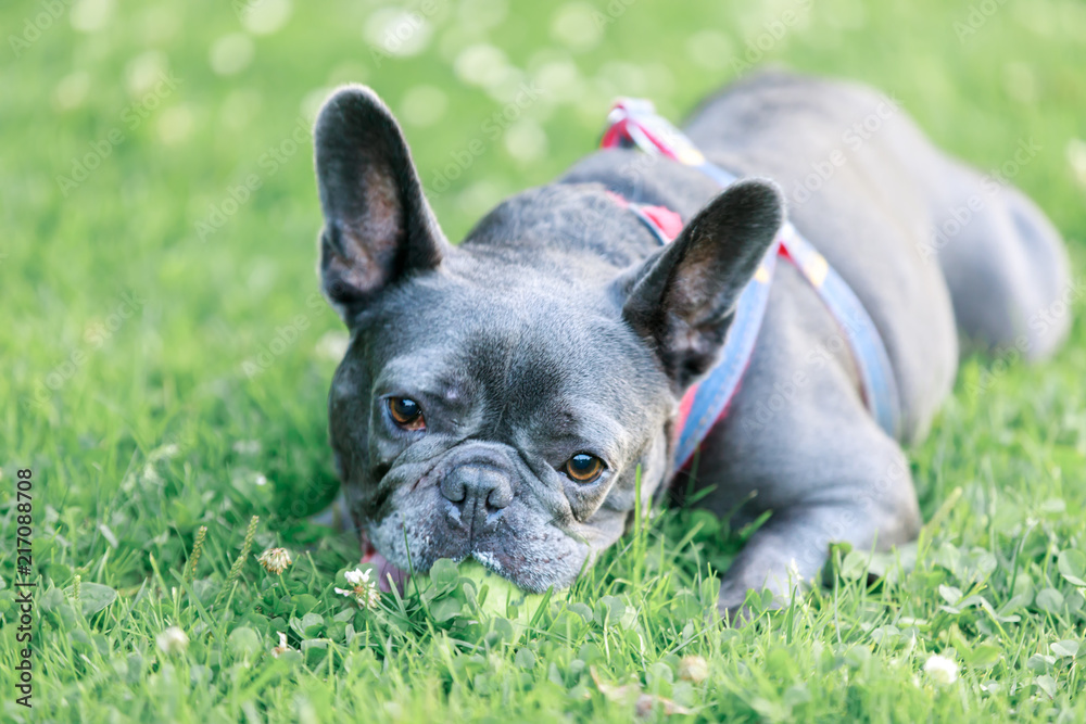 Blue Male French Bulldog in a playful posture. Young Frenchie lying on the grass in an off leash dog park in Northern California.