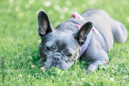 Fototapeta Naklejka Na Ścianę i Meble -  Blue Male French Bulldog in a playful posture. Young Frenchie lying on the grass in an off leash dog park in Northern California.