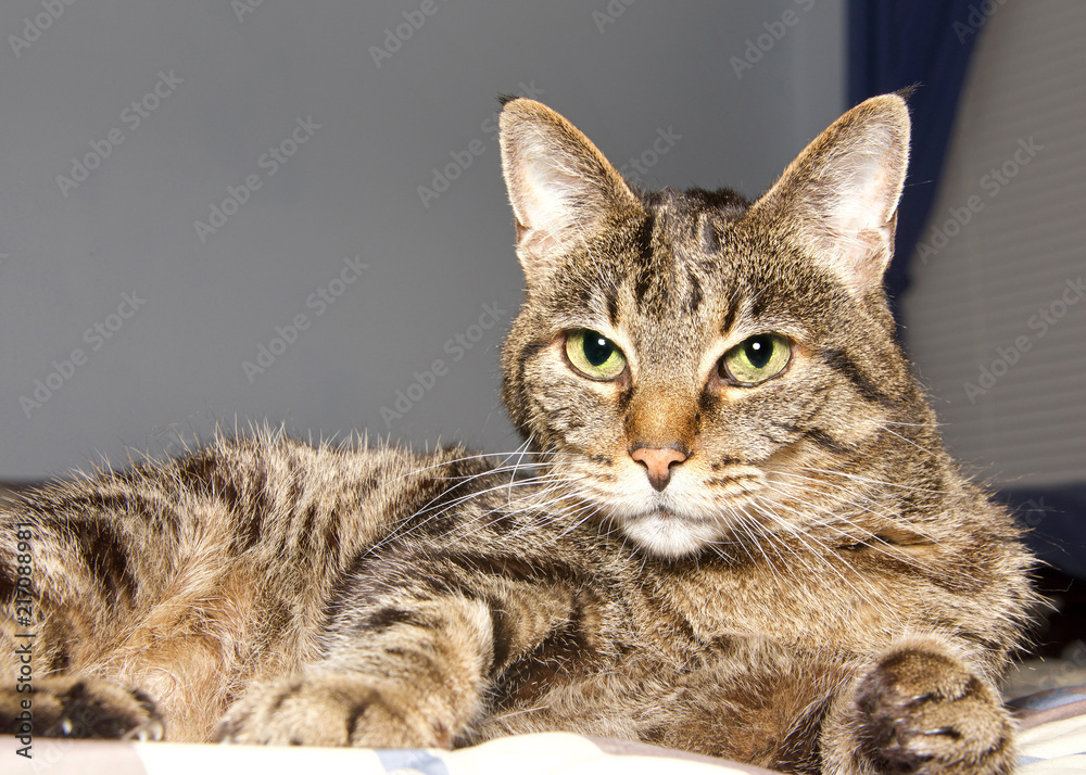 Portrait of a senior tabby cat laying on a bed, part of window in background, looking at viewer. Copy space