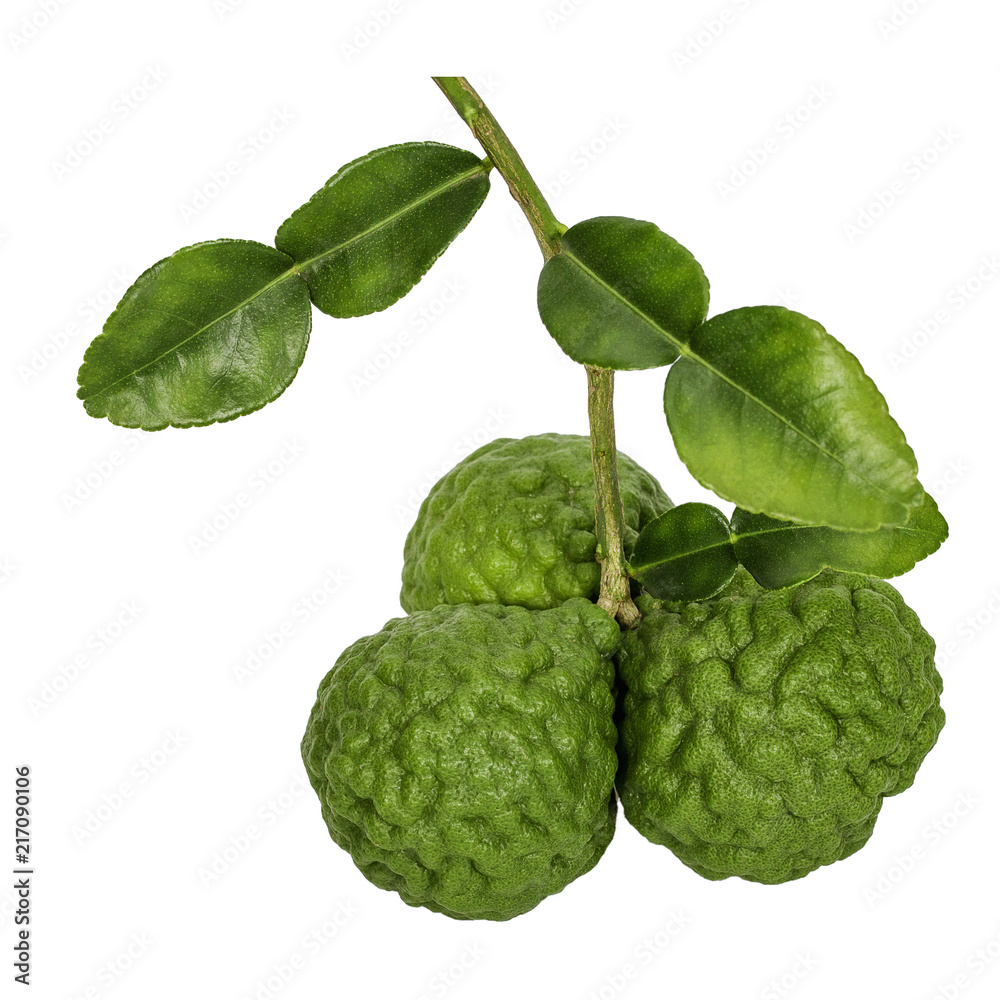 bergamot group bergamot group