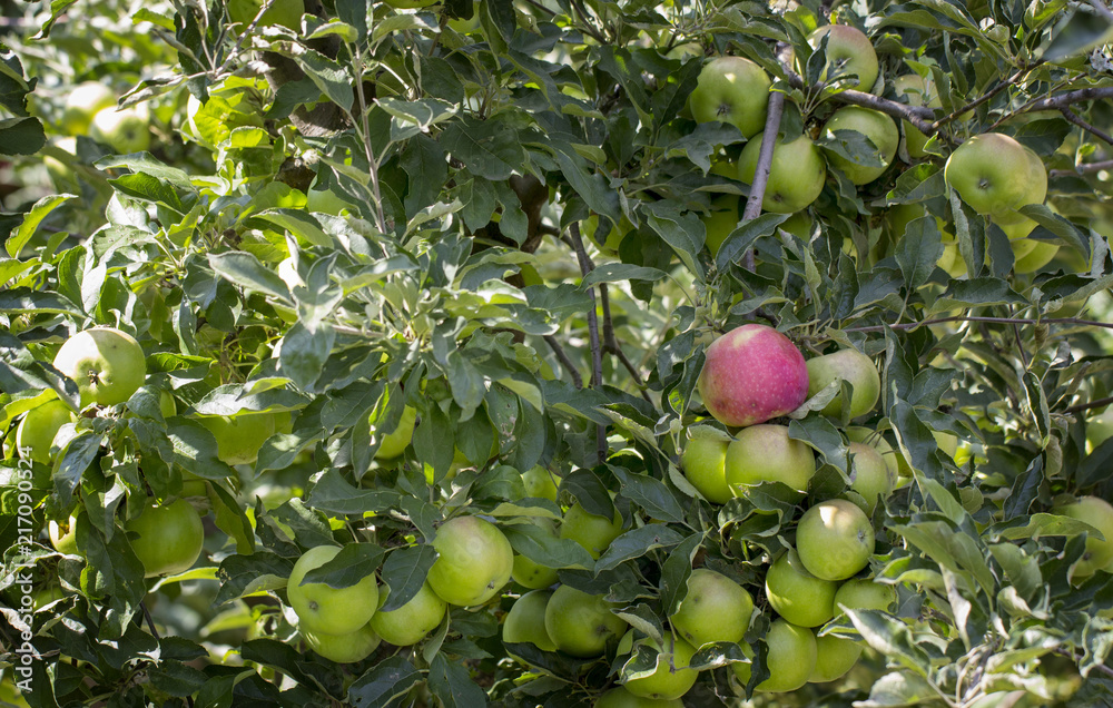 Close-up of green apples on a tree