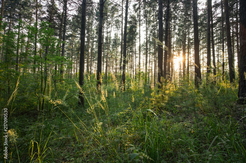 sunset in the woods